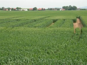 Vorstufenvermehrung-Engelen-mit-Erhaltungszucht