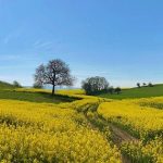 rapsfeld