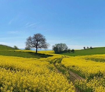 rapsfeld
