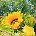 blume