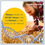 Tag des Weizens