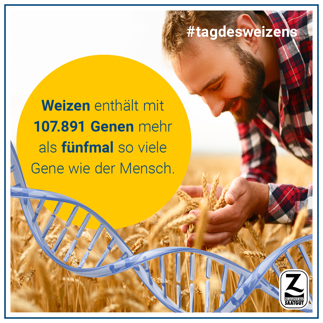 Tag des Weizens